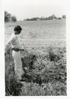 1980s - Results of too much rain