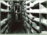 Shelving in Calvin Hall, The University of Iowa, 1940s?