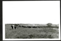Ed Admar in a Field with Cattle