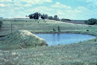 Pasture with pond and cattle.