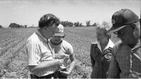 1978 No-till corn tour group of four