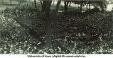 Commencement on the Pentacrest, The University of Iowa, June 1924