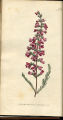 Pyramidal Heath