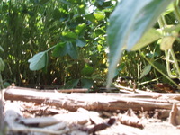 2007 Woodchip residue in fields