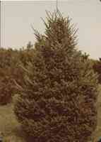 Norway Spruce tree in Plymouth County, Iowa