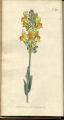 Clammy Toad-flax, Toad Flax, Spurred Snapdragon