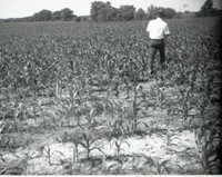 Man Walks in Cornfield With Back to Camera
