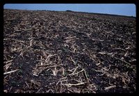 Mulch tilled field.