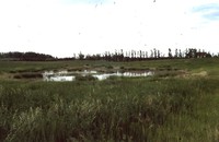Wetland Restoration Project.