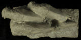 Fired clay study (painted plaster) of 4 running buffalo