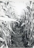 1978 No-till tours