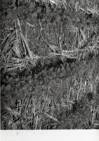 Unidentified Black and White Photo Negatives Showing Rural Scenes