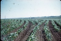 Contoured cornfield.
