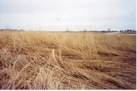 2001  Before wetland Project on Charles Poisel Property