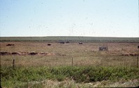 Mary Kay Williams conservation progress.