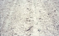 Dry cropland, 1988