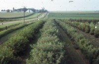 Windbreak on the farm of Don and Phyllis Conley.