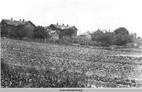 Vegetable gardens of West, West Amana, Iowa,ca. 1910
