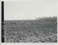 Cattle Relaxing in unidentified field