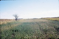 Grassed headland on the Peters-Schueder farm.