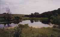 Pond surrounded by green trees on right and barren purple tree on left