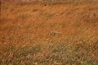 Sedge.