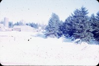 Windbreak on L. Miller farm.