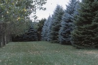 Windbreak on the Luetkeman farmstead.