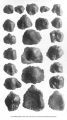 Fish teeth found in Old State Quarry beds, North Liberty, Iowa, late 1890s or early 1900s