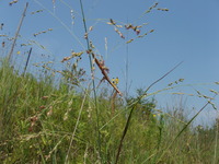 2007 Praying mantis on switchgrass