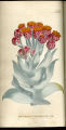 Giant Cudweed, Everlastings, Straw flowers