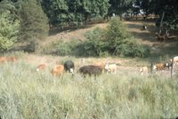 Cows in grassy field