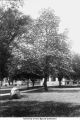 Catalpa tree, east lawn of Pentacrest, The University of Iowa, between 1915 and 1920