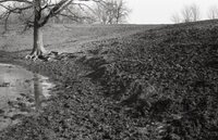 Tree stands in muddy area