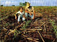 Unidentified man and young boy kneeling in corn field 
