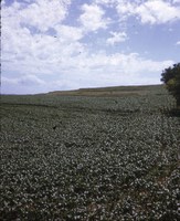 Terraces on the Carstens farm.