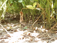 2007 Woodchip residue in fields