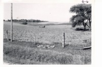 Cultivating check row planted corn, 1967