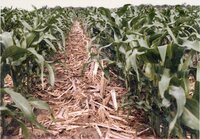 1990 No-till corn