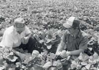Two men kneeling in bean field talk