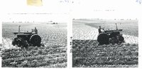 Archie McNiel cultivating corn, 1965