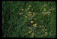 Underwood Property - EAS Areas.