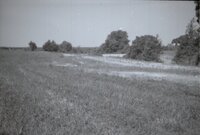 Grassy fields near trees<br /><br />
