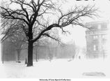 Pentacrest oak tree, The University of Iowa, between 1915 and 1920