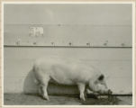 Experiment 326, representative pig #9B, 1930