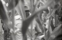 1978 Unidentified men examining corn