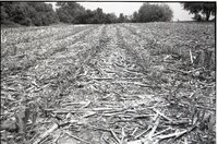 1977  No-till corn field in Mediapolis by the high school