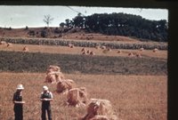 Hayfield