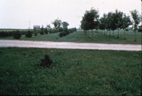 1987 Trees and grasses being planted