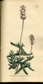 Pinnated Lavender